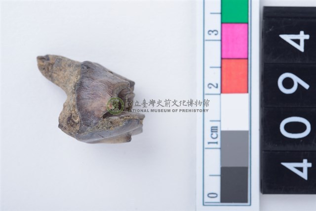 中型鹿左上顎第4乳前臼齒