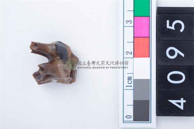 中型鹿左上顎第2前臼齒