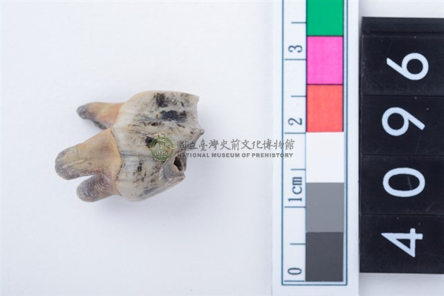 中型鹿左上顎第2前臼齒