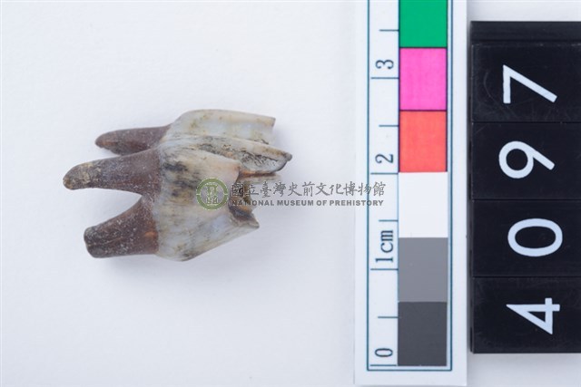 中型鹿左上顎第2前臼齒