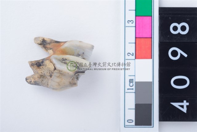 中型鹿左上顎第2前臼齒