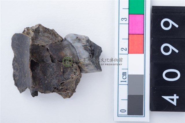 中型鹿左上顎第2前臼齒