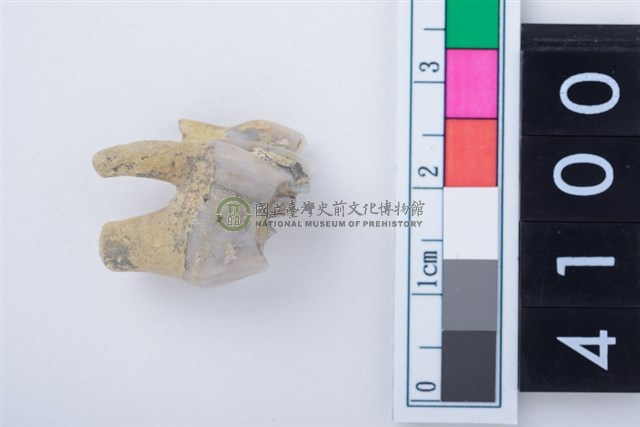 中型鹿左上顎第4前臼齒