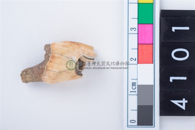 中型鹿左上顎第4前臼齒