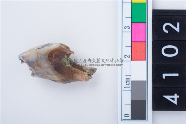 中型鹿左上顎第4前臼齒