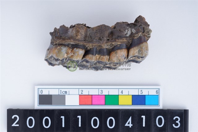 中型鹿左上顎骨與第3、4前臼齒與第1、2大臼齒