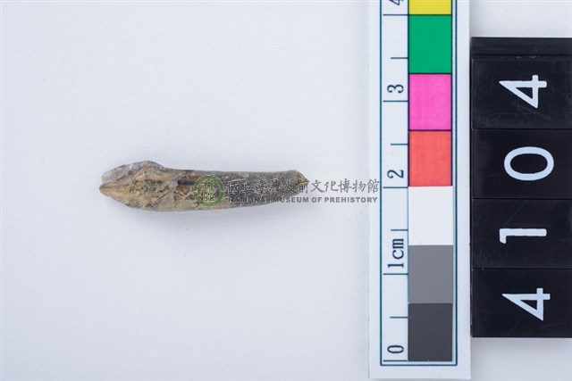 中型鹿左側第1門齒