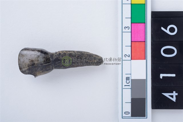 鹿右下顎第1門齒