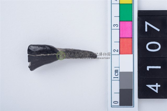 鹿右下顎第1門齒