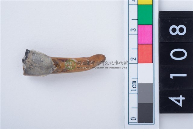 鹿左下顎第1門齒