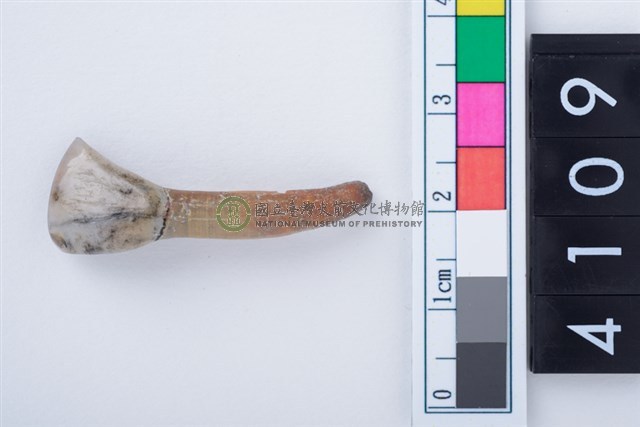 鹿左下顎第1門齒