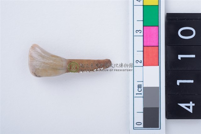 鹿左下顎第1門齒