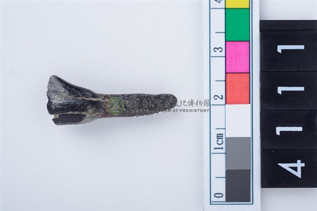 鹿左下顎第1門齒