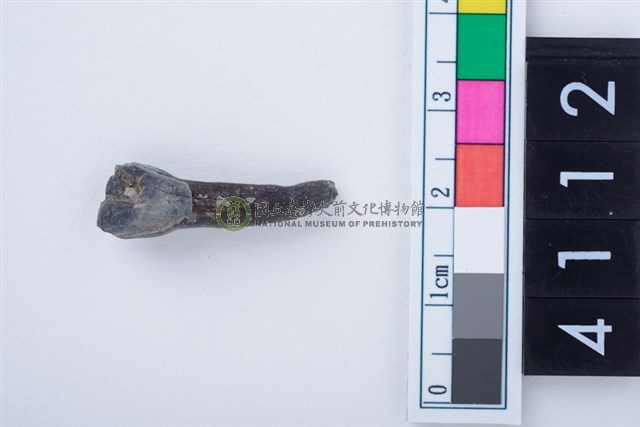 鹿左下顎第1門齒