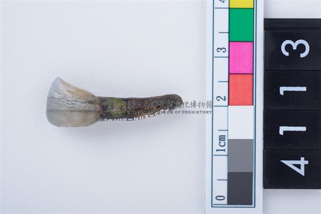 鹿左下顎第1門齒