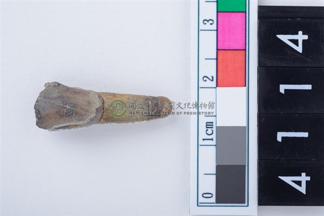 鹿左下顎第1門齒