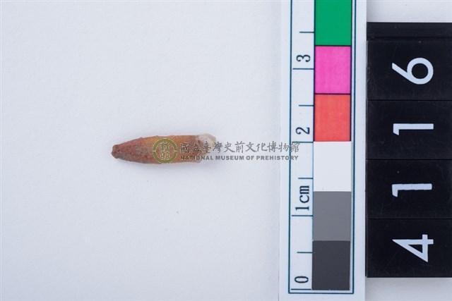 小型哺乳類門齒齒根