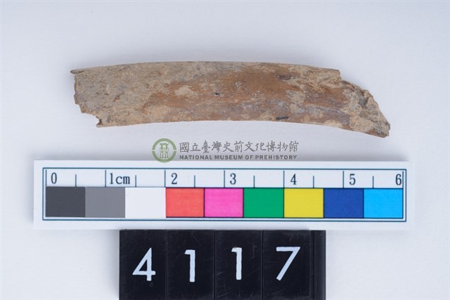 中型哺乳動物肋骨