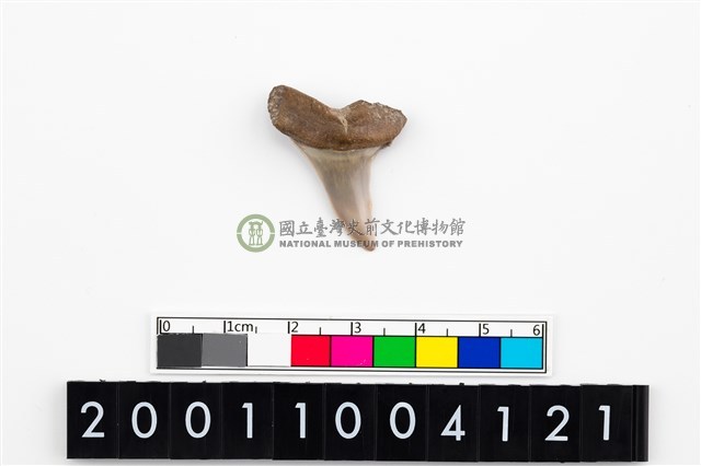 鯊魚牙齒