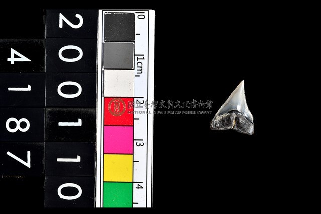 鯊魚牙齒