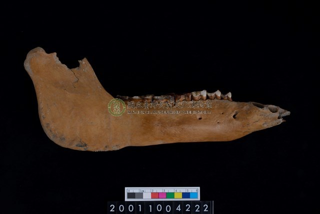 母豬右下顎骨齒