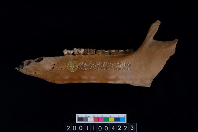 母豬左下顎骨齒