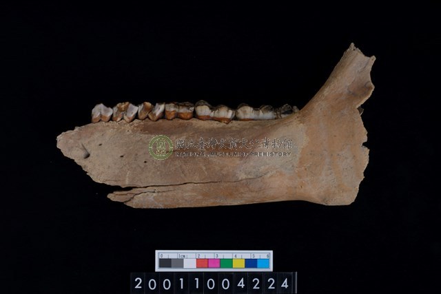 公豬左下顎骨齒