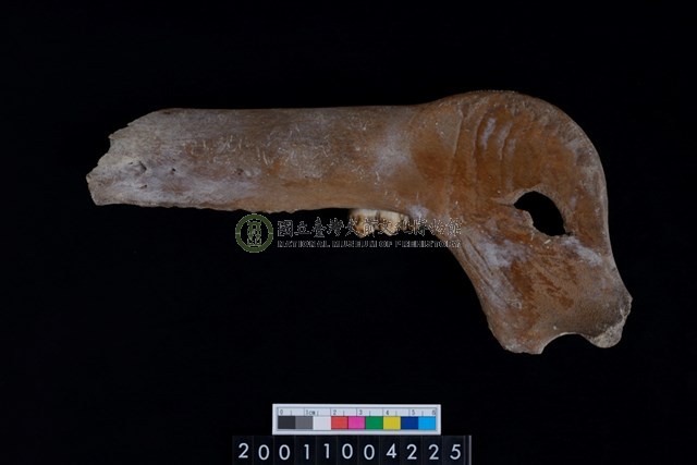 豬右下顎骨與第3大臼齒