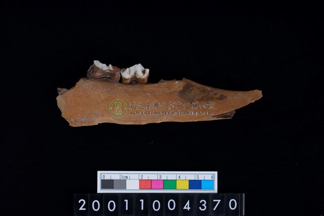 鹿下顎骨齒