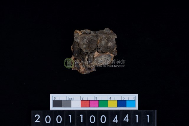 鹿左上顎大臼齒