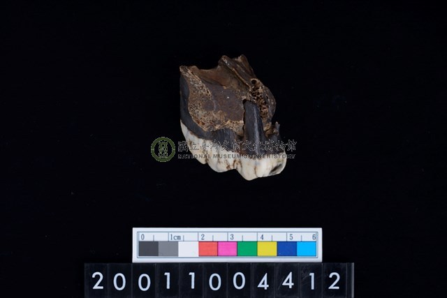 豬左上顎第3大臼齒