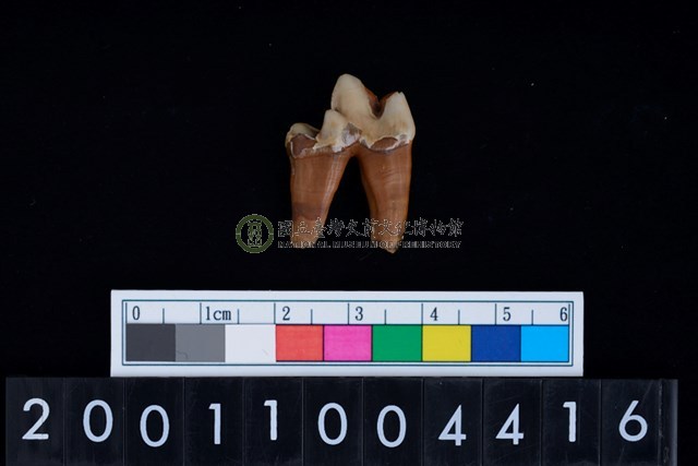 狗左下顎第1大臼齒