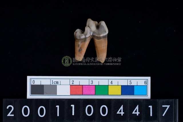 狗左下顎第1大臼齒