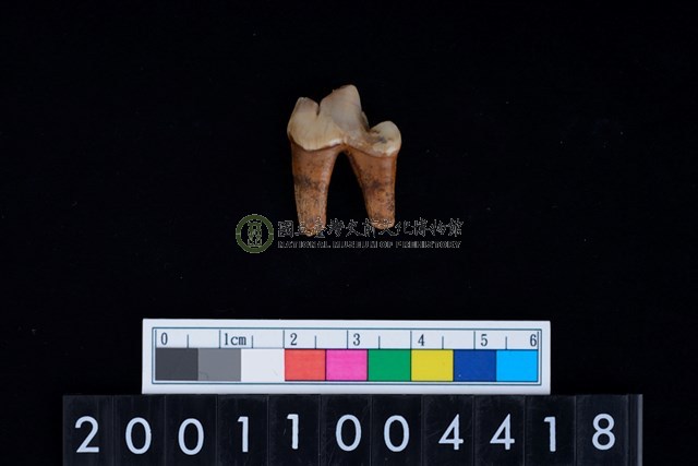狗左下顎第1大臼齒