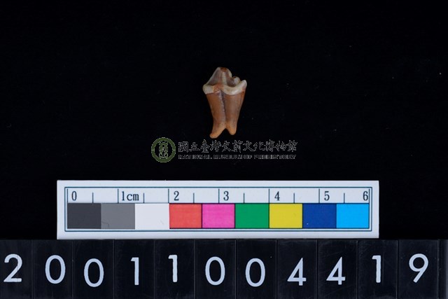 狗左下顎第2大臼齒