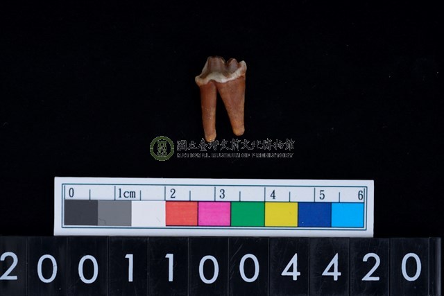 狗左下顎第3大臼齒