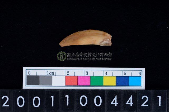 狗左下顎犬齒牙根