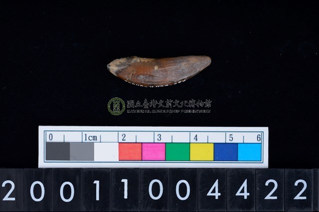 狗左上顎犬齒牙根