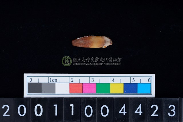 狗左上顎第1門齒