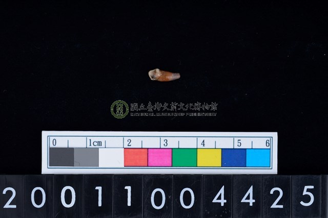 狗右下顎第1前臼齒