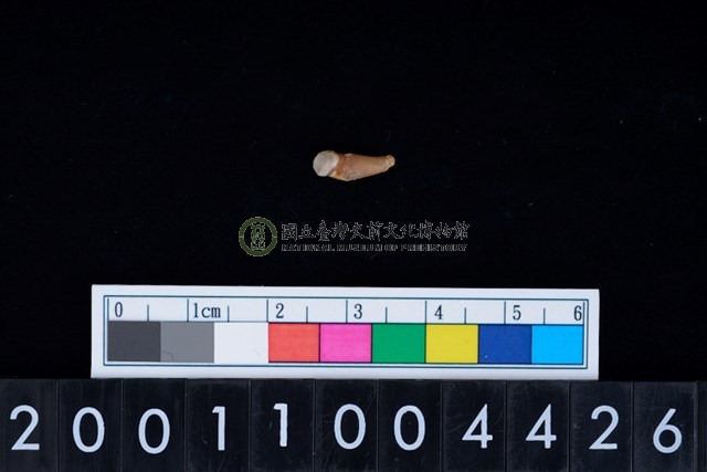 狗或貓科動物牙齒