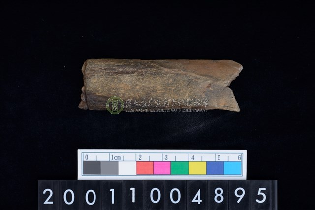 帶切鋸痕磨製骨器