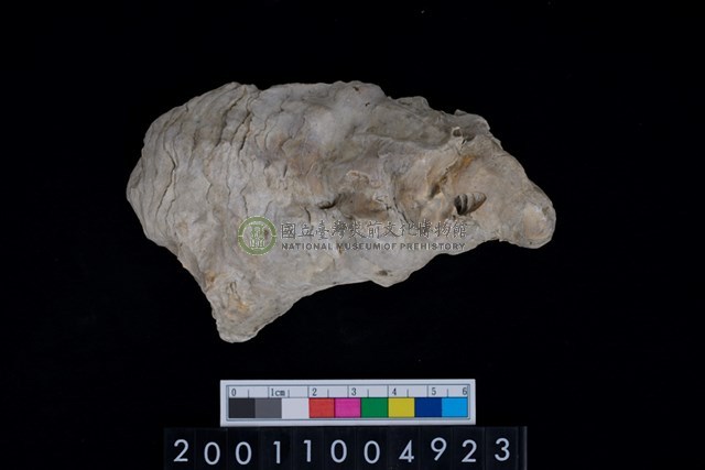 松山層海貝-牡蠣