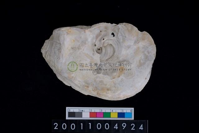 松山層海貝-牡蠣