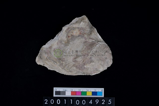 松山層海貝-牡蠣