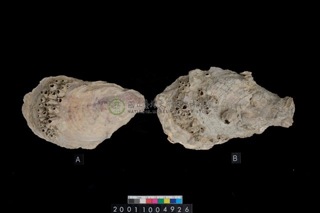 松山層海貝-牡蠣