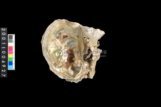 松山層海貝-牡蠣