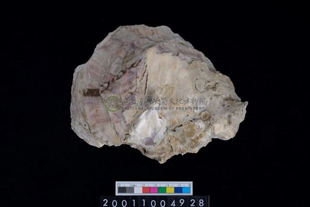 松山層海貝-牡蠣