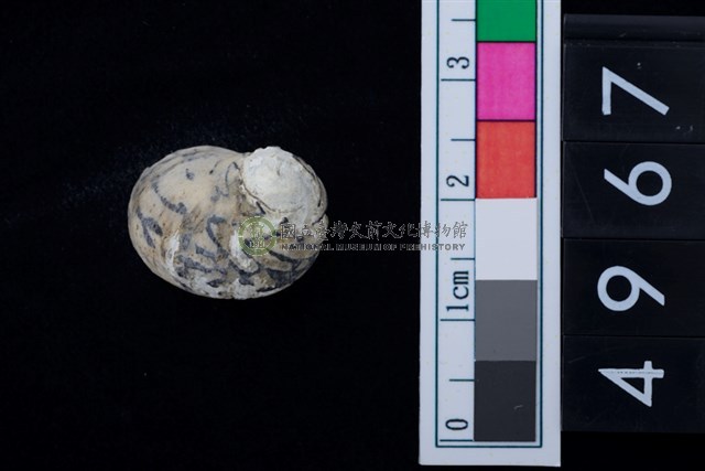 淡水貝-高腰蜑螺