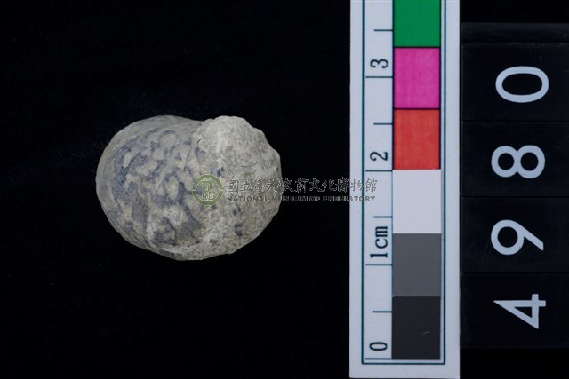 松山層淡水貝-高腰蜑螺